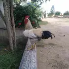 ديوك لوهمان العمر6شهور