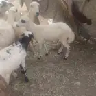 رخل بلدي العمر 3 شهور لي للبيع