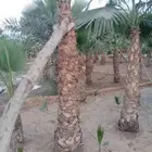 يوجد لدينا جميع انواع النخيل