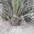 زراعة نخيل عربي واشنطني واعمال الشبوك وتوريدها