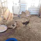 البط مصري