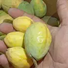 لوز سوبر جامبو