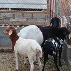 بربريه وراها توم