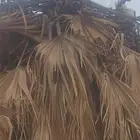 بذور فاكهه الدوم