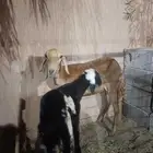 نعجه سواكنيه ثنيه يتبعها خروف ذبيحه