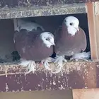 المنطقه الشرقيه سيهات