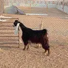 عنز عارضيه ثنيه كفو دافع شرط على الفحص