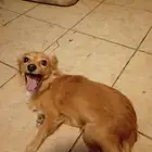 يلا يا اخوان موجود يا اخوان كلب يعز عز السامعين شواوا الجنسي