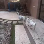 عنز بيشيه متاومه تيس وجفره