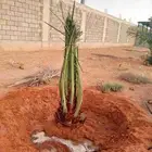 لدينا جميع انواع النخيل العربي والوشنطني