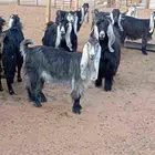 معزا عوارض كفو نوادر
