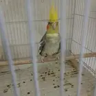 ذكر كروان