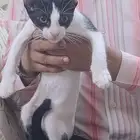 two charming play full kittens very playfull toilet trained