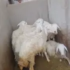 طليان حري تم البيع