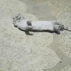 قط شيرازي للتبني