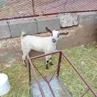 عناق للبيع لأ يسوم إلا صامل والبيع قريب ماشاء الله تبارك الل