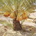 نخل مثمر للبيع