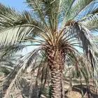 يوجد لدينا انواع النخيل جميع المقاسات
