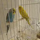 حي المنار