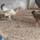 شكرا