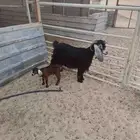 عنز عارضيه