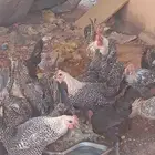 دجاج فيومي حوالي 40حبه صحه شرط