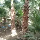 يوحد لدينا جميع انواع النخيل