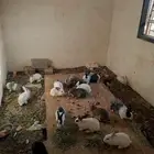 ارانب للبيع