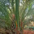 لدينا جميع انواع النخيل لتواصل