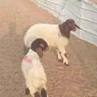 دواغير نعيم
