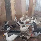 بط بكيني وبط مسكوفي