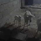 بسم لله ما شاءالله الله