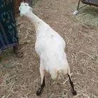 الشقيري