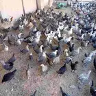 دجاج للبيع عل السوم العدد تقريبا 295 العمر 2 شهرين تقريبن