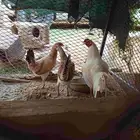 البيع دجاج