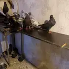 للبيع حمام قطيفي