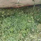 اغنام