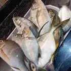 سمك بلدي انصاد بعد صلاة الفجر