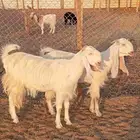 جفار شاميات بيض فواخر