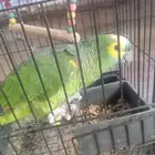 امزوني بلو فرنتد