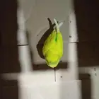 للبيع وعلا سومه