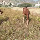 قعود وبكره للبيع