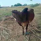 الشقيري الشقيري