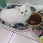 قطه للبيع صغيره
