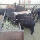 تيوس للبيع اعمارهن من سته شهور طيبات وسمان