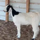 جفره جذعه حايل