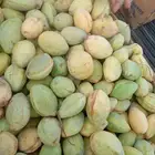 لوز القطيف