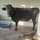 ثورلي البيع سليم من اي شي مشروط .العمر سنتين الموقع الخرج