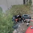 دجاج باكستاني اصيل