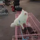 كلاب برمنيوم للبيع العمر 10اشهور ماشالله نضيف السعر 1000ريال